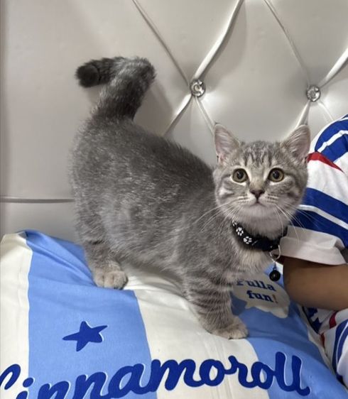 น้องแมวขาสั้น