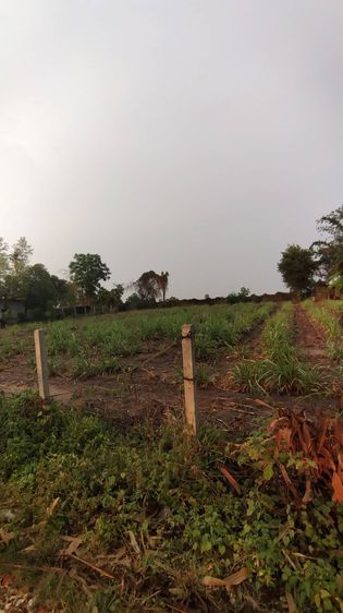 🌾ขายที่ดิน ภ.บ.ท.5 อำเภอสีคิ้ว จังหวัดนครราชสีมา