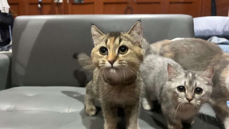 บริติช ชอร์ตแฮร์ (British Shorthair) “มอคค่า”