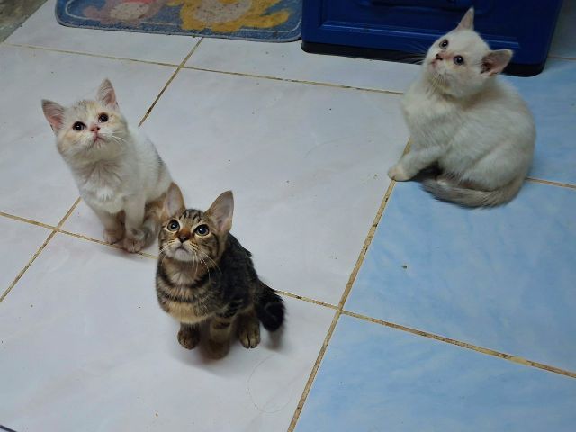 สก๊อตติช รูปที่ 5