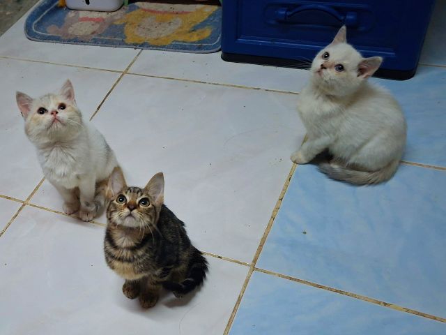 สก๊อตติช รูปที่ 3