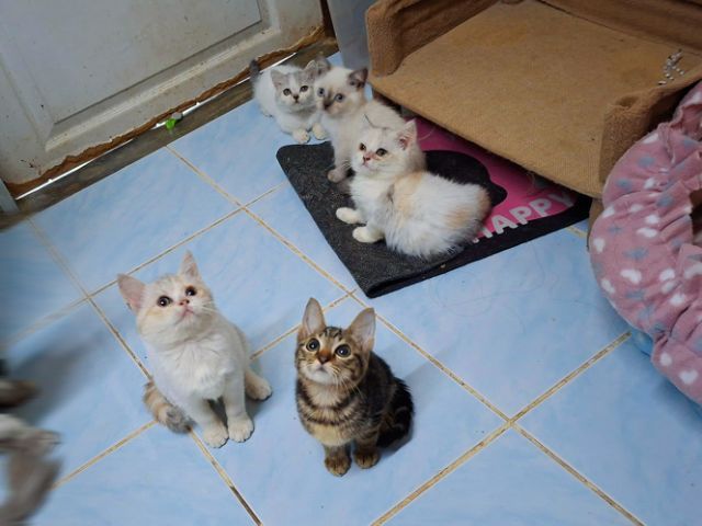 สก๊อตติช รูปที่ 4