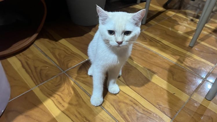 บริติช ชอร์ตแฮร์ (British Shorthair) ต้าวกะทิ