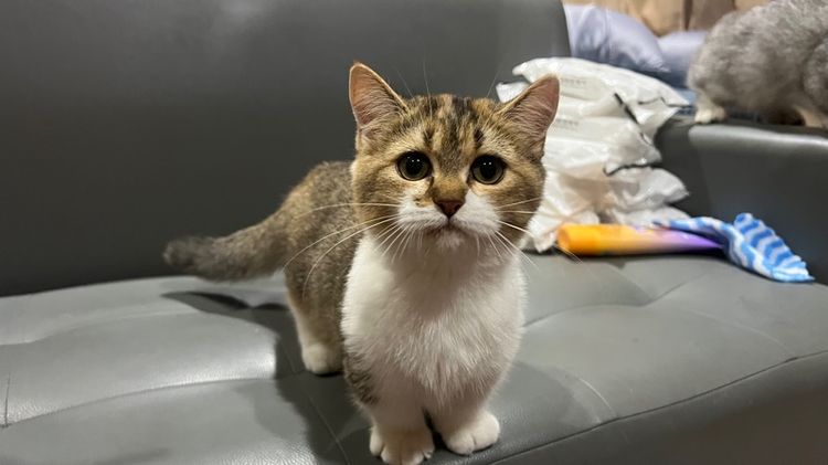 มันช์กิ้น (Munchkin) “น้องชานม”