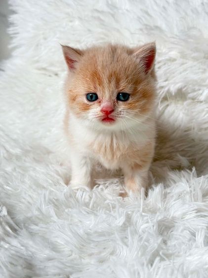 บริติช ชอร์ตแฮร์ (British Shorthair) บริติชช็อตแฮร์ ครีมไวท์