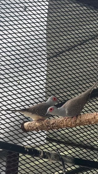 🐦 ขายนกเขาชวา (Diamond Dove) สีสวย สุขภาพแข็งแรง 🐦 รูปที่ 6
