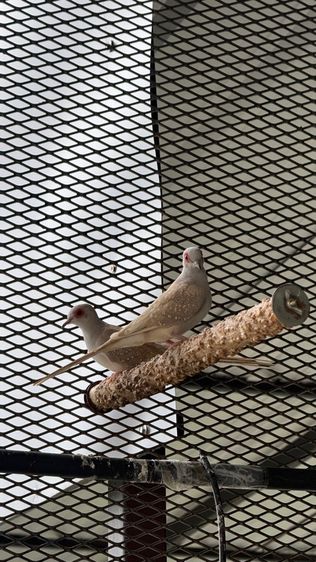 🐦 ขายนกเขาชวา (Diamond Dove) สีสวย สุขภาพแข็งแรง 🐦 รูปที่ 2