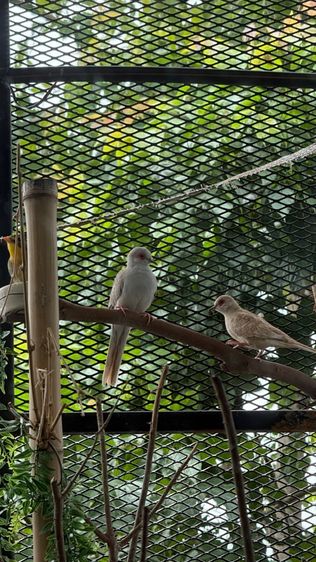 🐦 ขายนกเขาชวา (Diamond Dove) สีสวย สุขภาพแข็งแรง 🐦 รูปที่ 5
