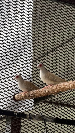 🐦 ขายนกเขาชวา (Diamond Dove) สีสวย สุขภาพแข็งแรง 🐦