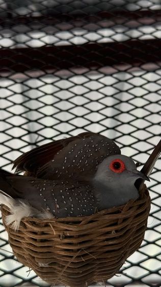 🐦 ขายนกเขาชวา (Diamond Dove) สีสวย สุขภาพแข็งแรง 🐦 รูปที่ 3