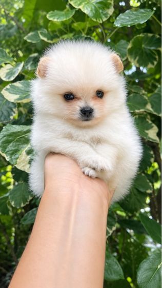 ลูกสุนัข