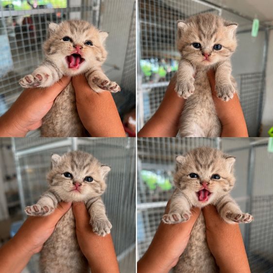 บริติช ชอร์ตแฮร์ (British Shorthair) แมวบริติช