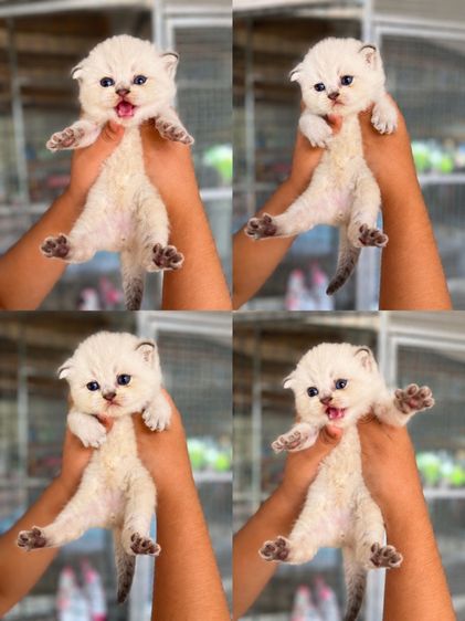 บริติช ชอร์ตแฮร์ (British Shorthair) แมวบริติช