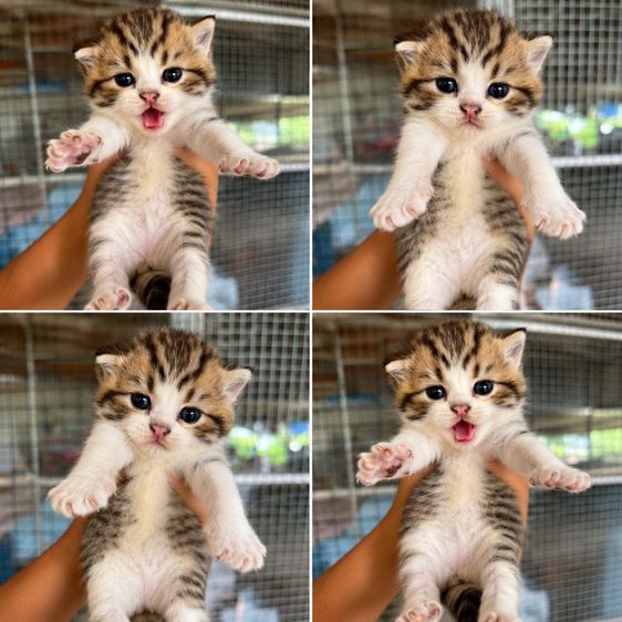 บริติช ชอร์ตแฮร์ (British Shorthair) ลูกแมวบริติช