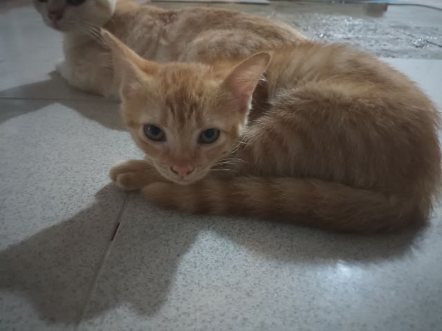 ลูกแมวส้มไทย 1-2เดือน