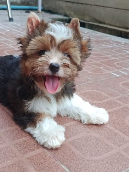 ยอร์คเชียร์ เทอร์เรีย (Yorkshire Terrier) เล็ก ลูกยอร์คเชียร์สีสวยมาก  จัดโปร สุดพิเศษ