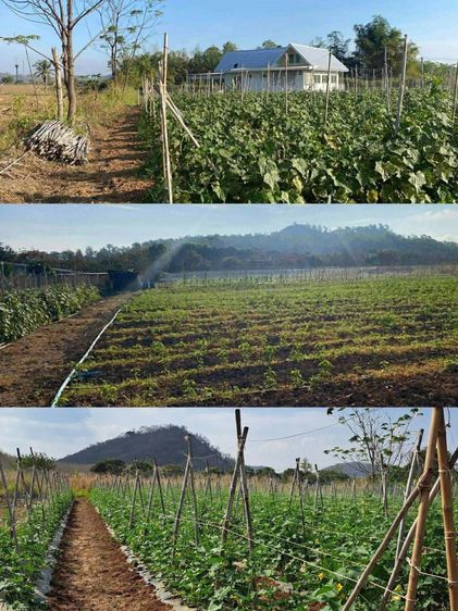 ขายที่ดินปากช่อง คลองม่วง เขาใหญ่ 4 ไร่ ขายถูกไร่ละ 1.2 ล้าน วิวเขาสวย พร้อมบ้านพัก ที่สูงจากระดับน้ำ 508 ม. อากาศดี แปลงสวยใกล้ภูเขา เหมาะป