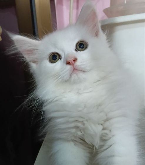 เปอร์เซีย (Persian) แมวเปอร์เซีย