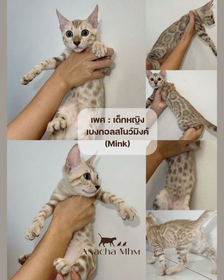 เบงกอล (Bengal House Cat) แมวเบงกอลแท้ สโนว์มิงค์ เพศ เด็กหญิง