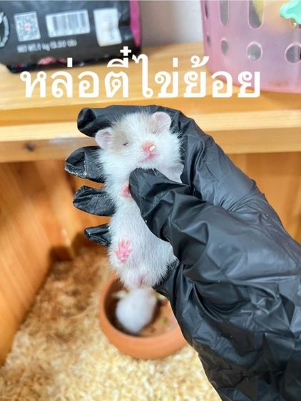 เหมาเลิกกิจการ4ตัวไจแอ้น รูปที่ 2
