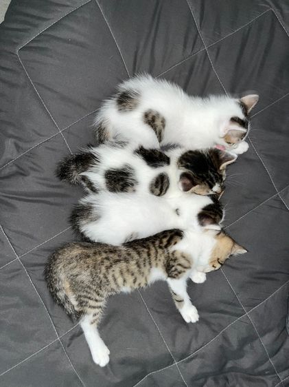 เปอร์เซีย (Persian) แมวเปอร์เซีย