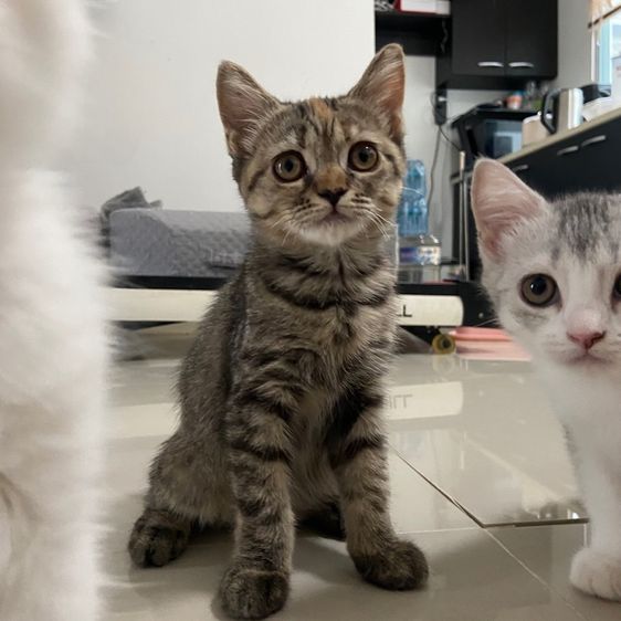 สก็อตติช โฟลด์ (Scottish Fold) ลูกแมวสกอตติส