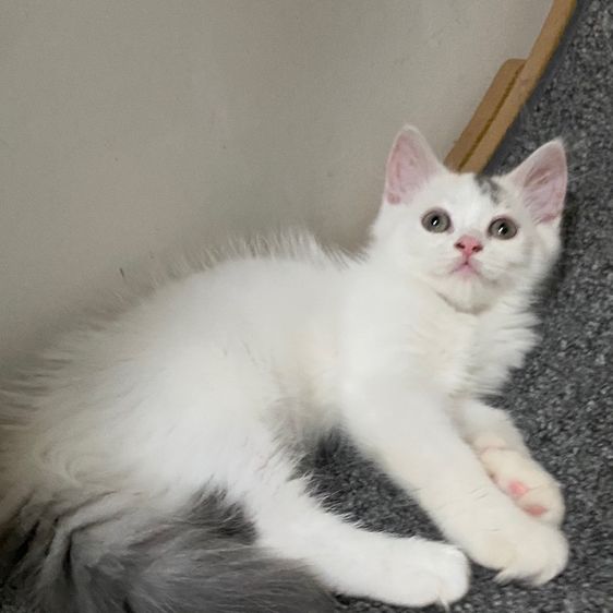 สก็อตติช โฟลด์ (Scottish Fold) ลูกแมวสกอตติสขนยาว