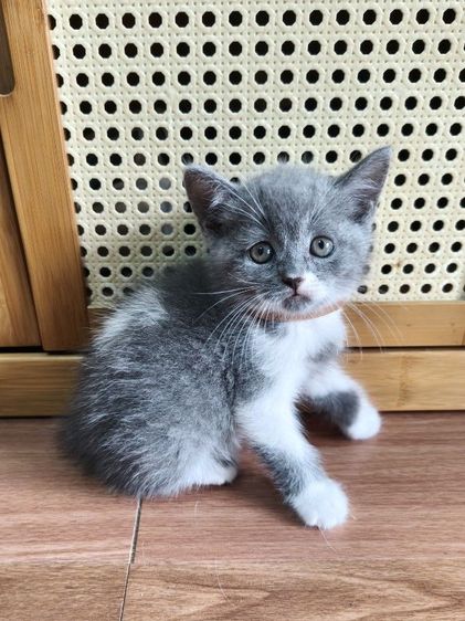 บริติช ชอร์ตแฮร์ (British Shorthair) แมวบริติชช็อตแฮร์