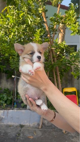 คอกี้ สายเลือดดี รูปที่ 5