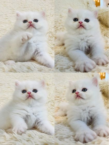 น้องแมวเปอร์เซียตาฟ้า