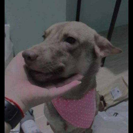 ลาบราดอร์ (Labrador) กลาง แม่พันธุ์ ลาบบาดอร์ ผสมอายุ 4 ปี ยังไม่เคยเคยท้อง ยังไม่ทํามัน