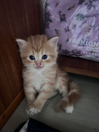 สก็อตติช โฟลด์ (Scottish Fold) ก้อนส้ม