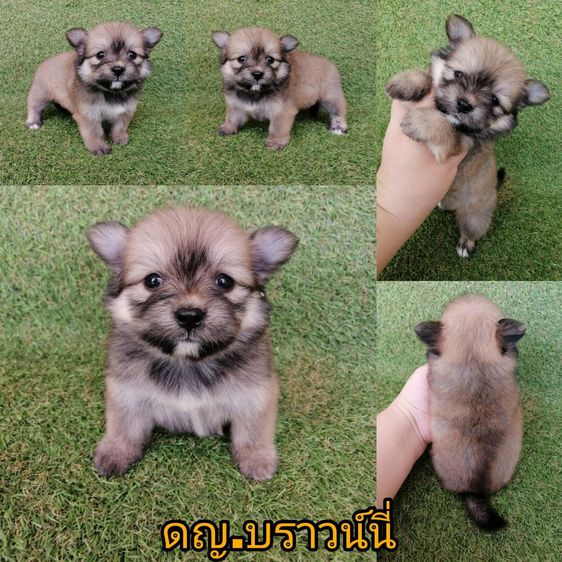 ปกติ 4500 ลดเหลือ 3500 ชิสุห์ผสมชิวาว่า เกรดสวย จัดโปรทุกตัว แอดไลน์มาได้เลย