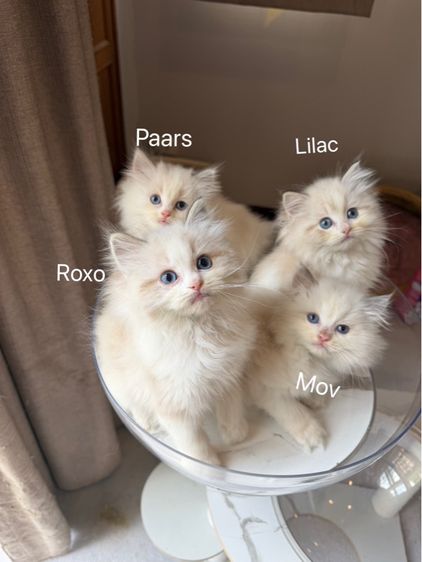 ragdoll kittens pure breed