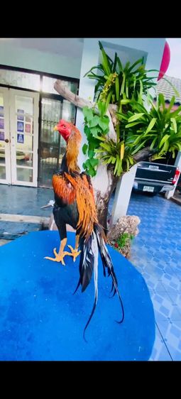 แบ่งไก่เหลืองหางขาว7เดือนรอยใหญ่ๆ