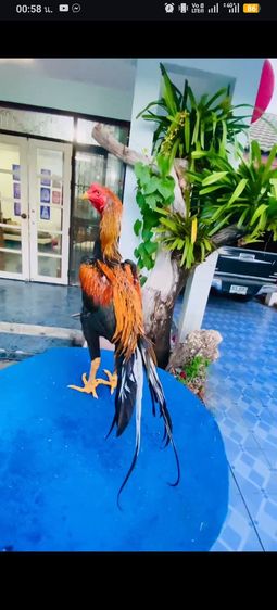 แบ่งไก่เหลืองหางขาว7เดือนรอยใหญ่ๆ รูปที่ 2