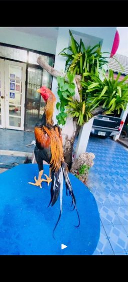 แบ่งไก่เหลืองหางขาว7เดือนรอยใหญ่ๆ รูปที่ 3