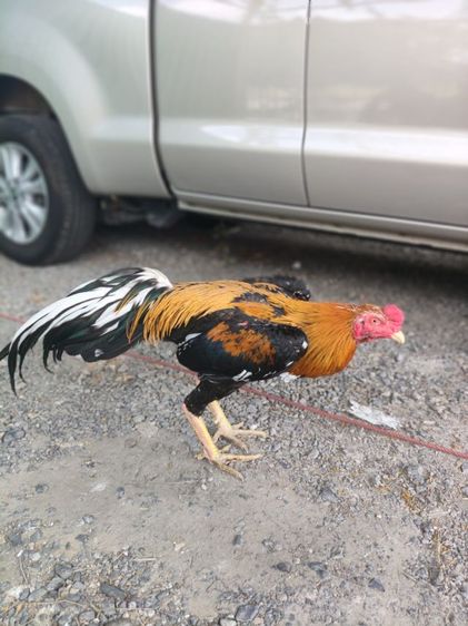 ไก่เหลิองหางขาว รูปที่ 2