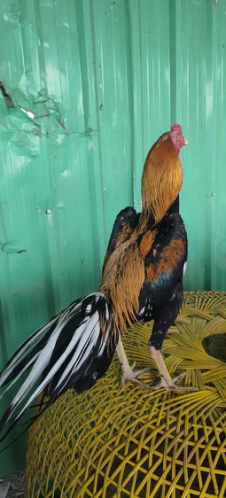 ไก่เหลิองหางขาว รูปที่ 3