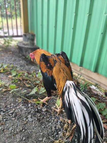 ไก่เหลิองหางขาว