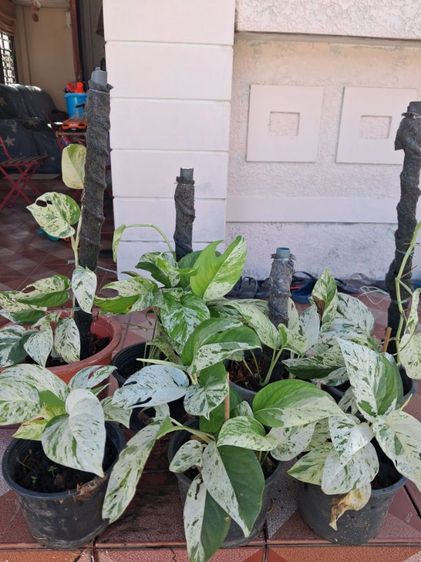 ต้นไม้จริง ต้นพลูราชินีหินอ่อน(Marble Queen Pothos)
