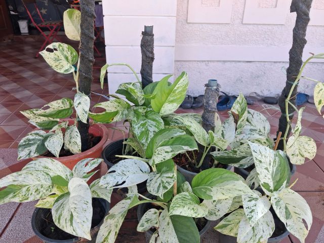 ต้นพลูราชินีหินอ่อน(Marble Queen Pothos) รูปที่ 4