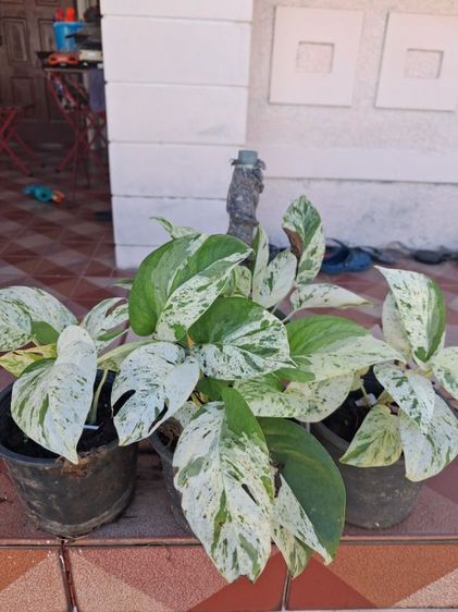 ต้นพลูราชินีหินอ่อน(Marble Queen Pothos) รูปที่ 2