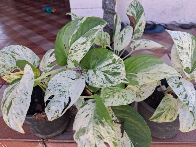 ต้นพลูราชินีหินอ่อน(Marble Queen Pothos) รูปที่ 3