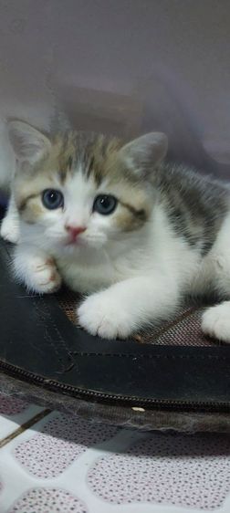 สก็อตติช โฟลด์ (Scottish Fold) เหมาได้ค่ะ 5 หน่อเนื้อ 15,000(แบ่ง 3,500)