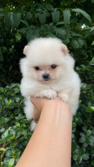 ปอมเมอเรเนียน (Pomeranian) เล็ก ปอมแท้รังสิตส่งได้ทุกจังหวัด