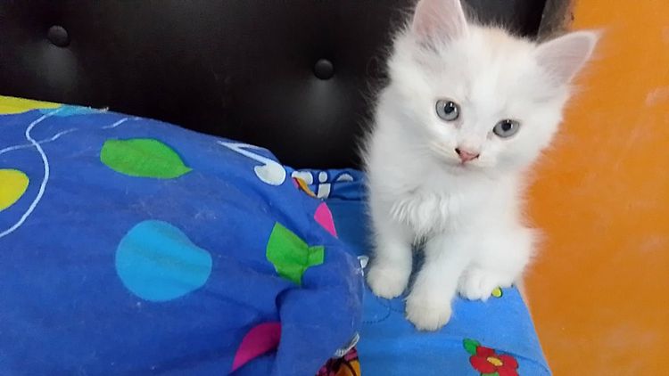 เปอร์เซีย (Persian) ลูกแมว เปอร์เซีย หาคนรักน้องมารับไปดูแล