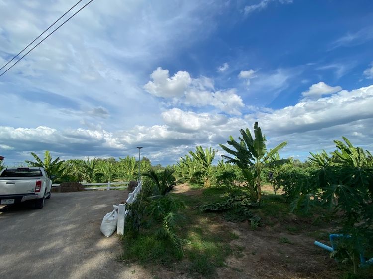 ที่ดิน4ไร่ เพื่อชีวิตหลังเกษียณ รูปที่ 3