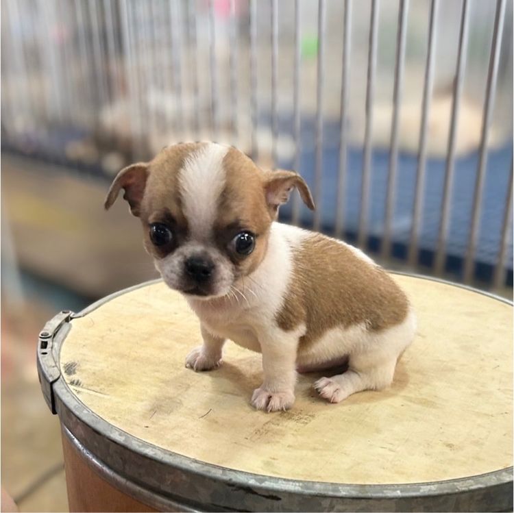 ชิวาวา (Chihuahua) เล็ก ลุกชิวาวาขนสั้นเวียดนามผู้