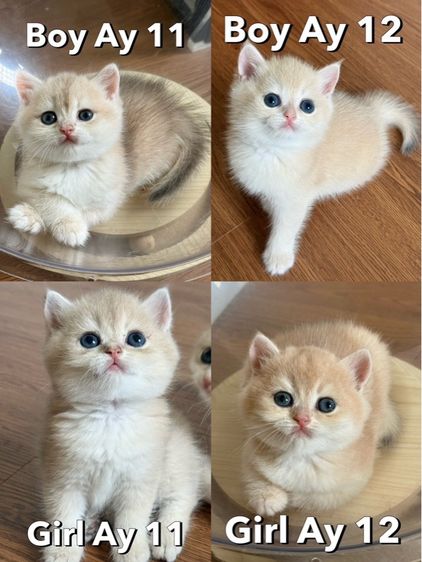 แมวบริติช